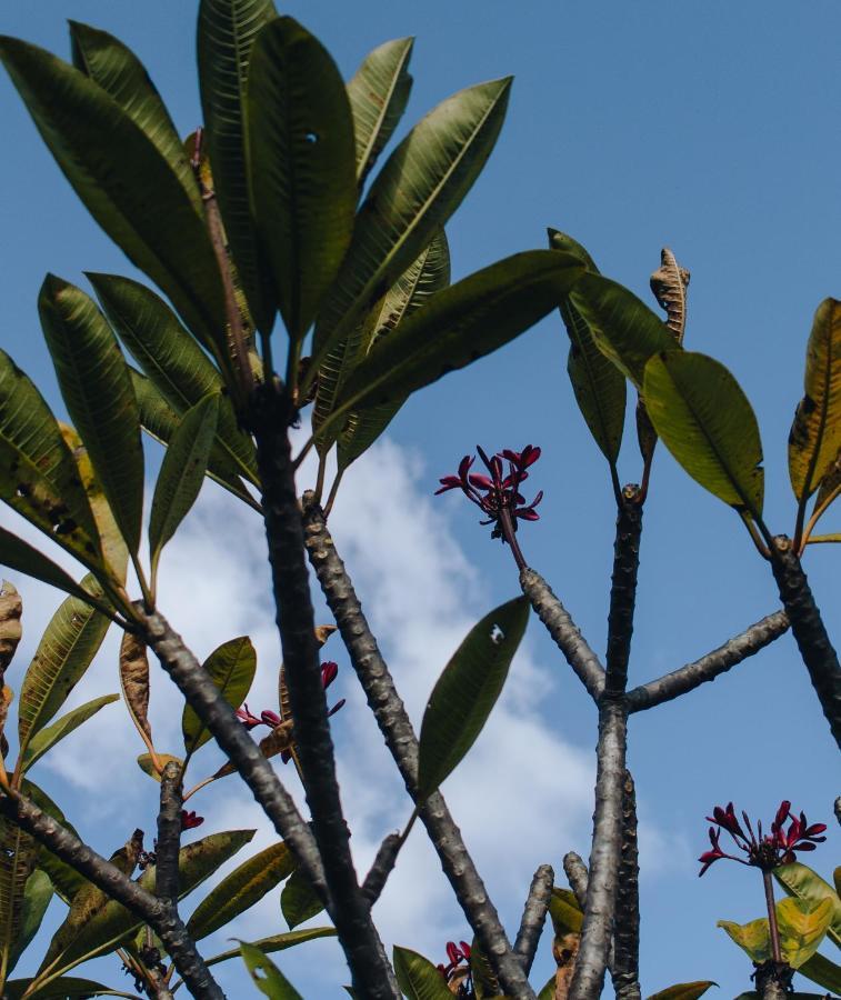 Hotel Vegano Bona Espero Alto Paraiso de Goias Luaran gambar